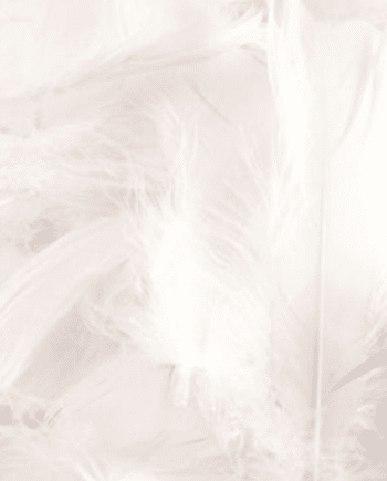White Decorative Feathers -